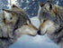 Wolves Pair in Snow